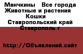 Манчкины - Все города Животные и растения » Кошки   . Ставропольский край,Ставрополь г.